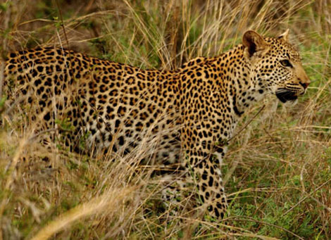 munnar tour package eravikulam national park