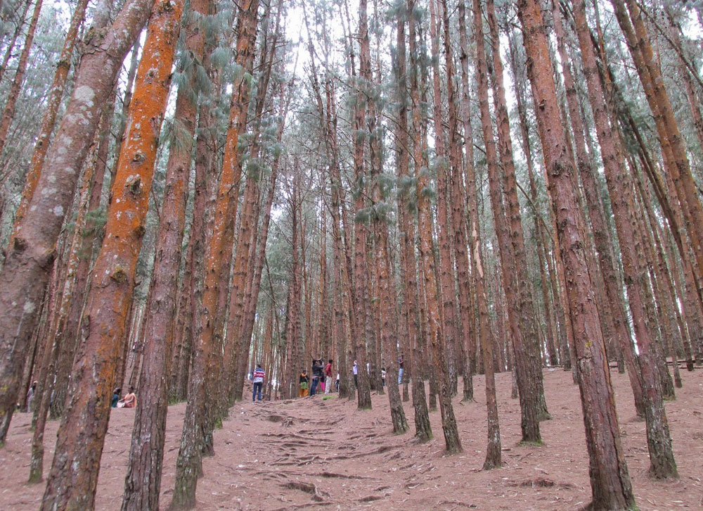 ooty tour pine forest