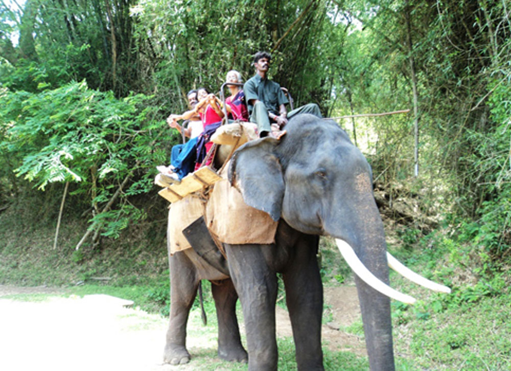 wildlife sanctuary elephant safari