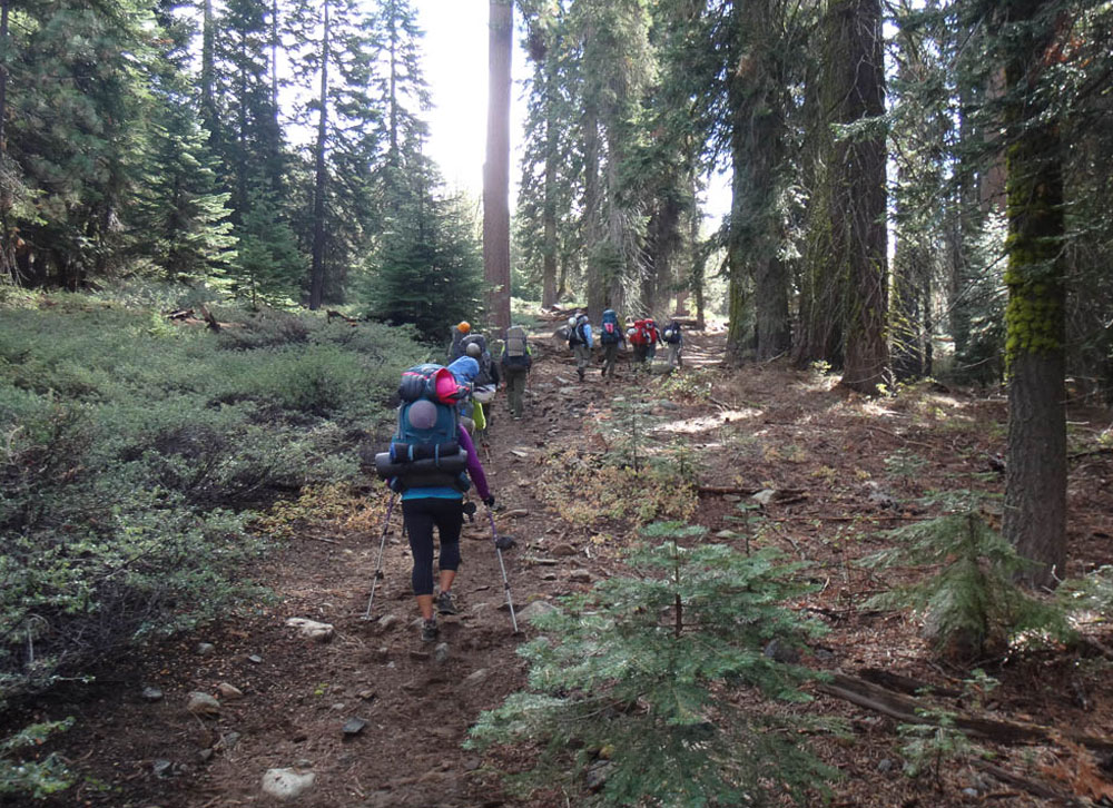 topslip trip ancient forest