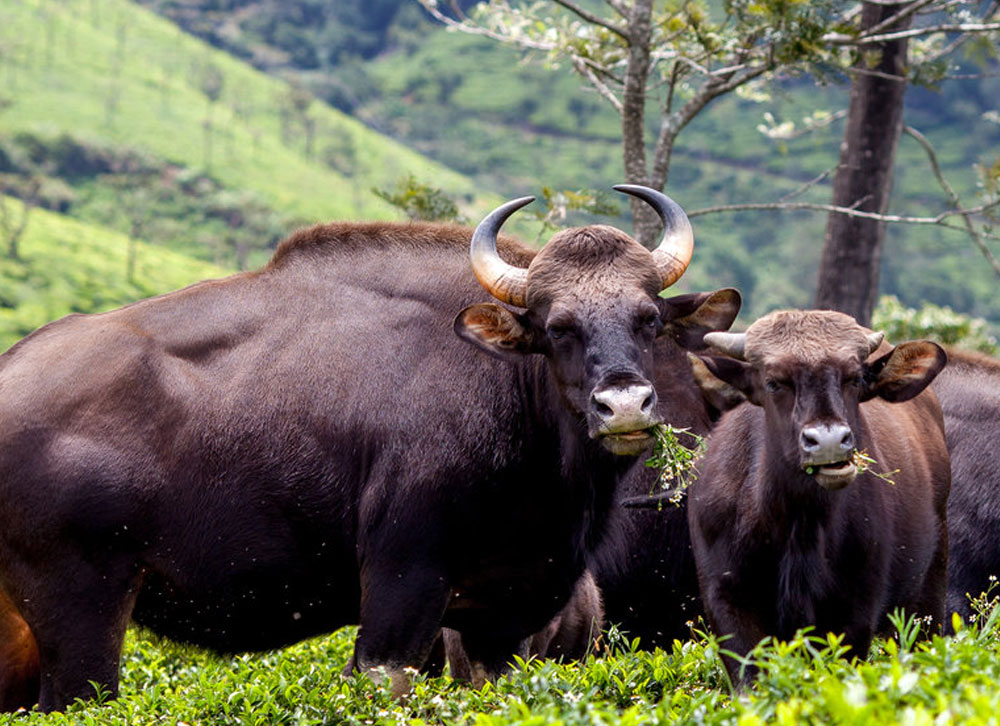 wildlife safari in coimbatore